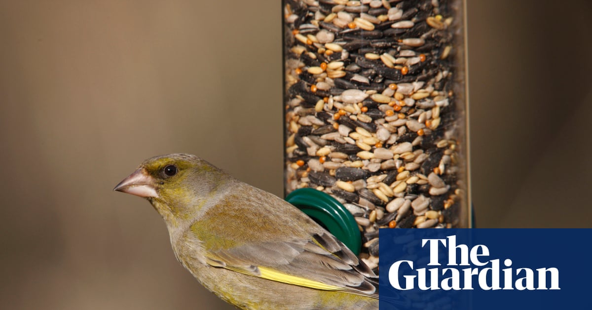 Finch Trichomonosis: Why Flat Feeders Endanger Greenfinches
