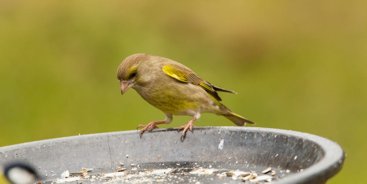 Safe Bird Feeding: Essential Tips After RSPB's Feeder Warning